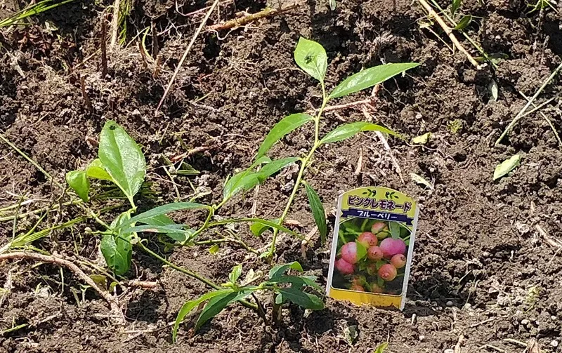 就労支援【岐阜県】ブルーベリーの苗を植えました｜パーソナルドア株式会社