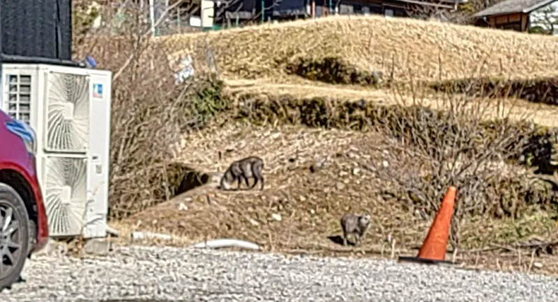 就労支援【岐阜県】暖かくなってカモシカさんカムバック｜パーソナルドア株式会社